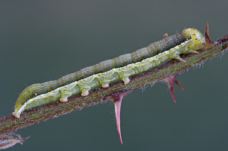 Larva Noctuidae